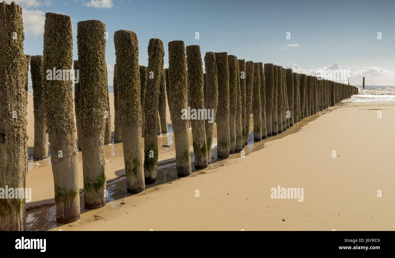 Wooden groynes on the beach, Koudekerke, Zeeland, Holland Stock Photo