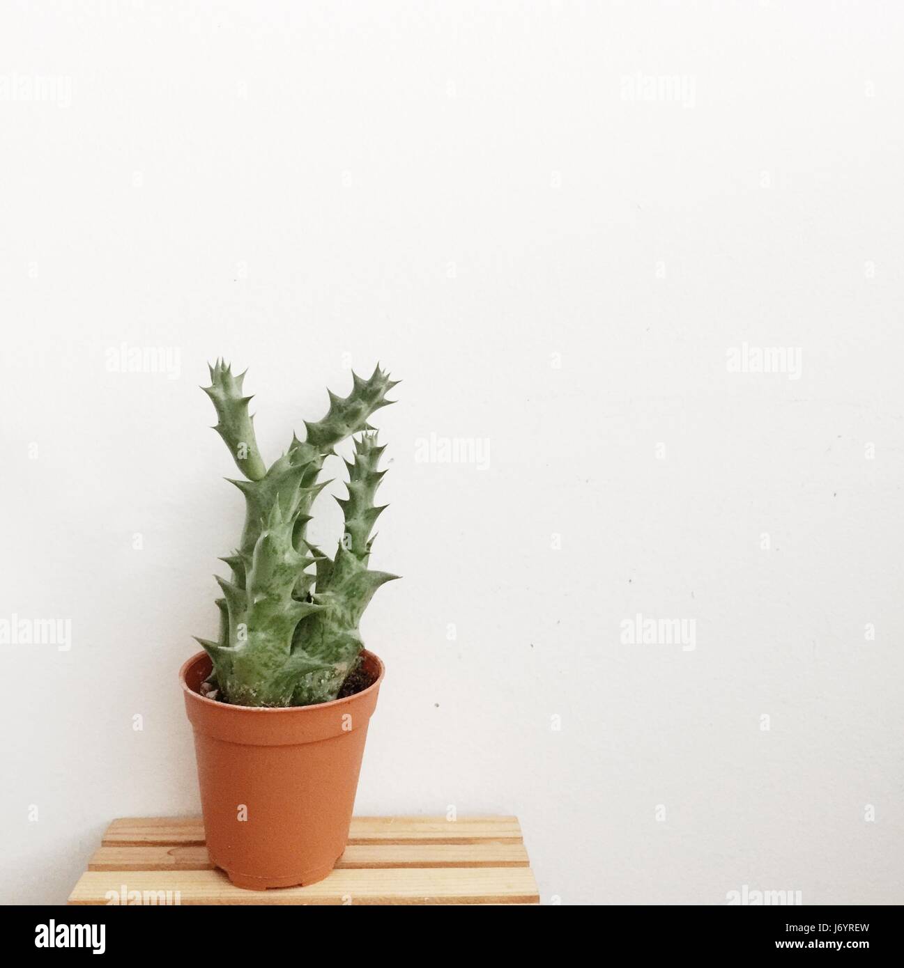 Cactus in a plant pot on wooden table Stock Photo