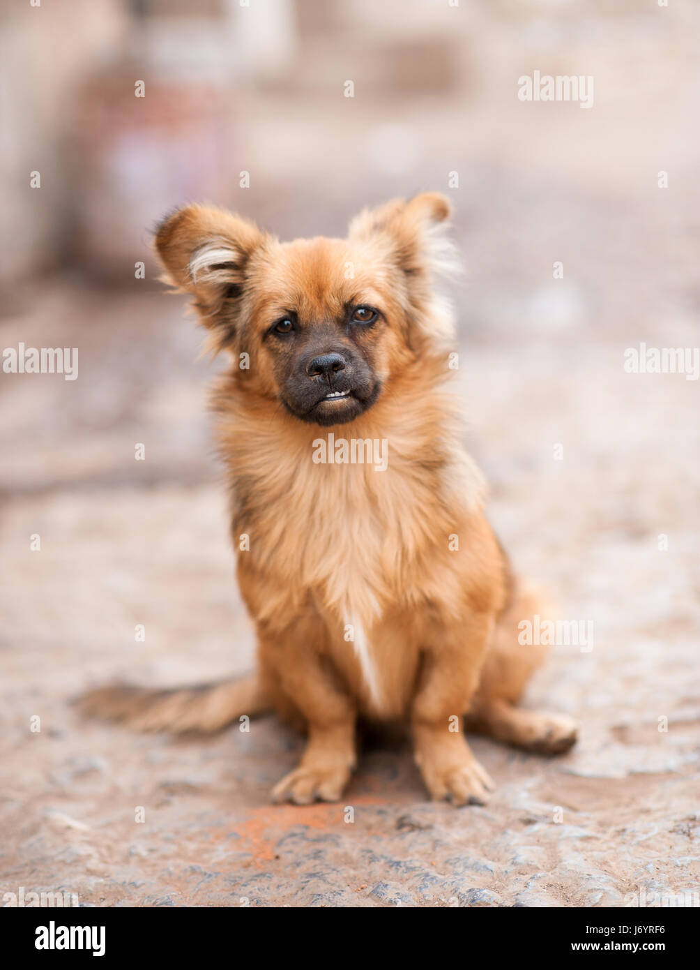 Portrait of a street dog, Yunnan, China Stock Photo