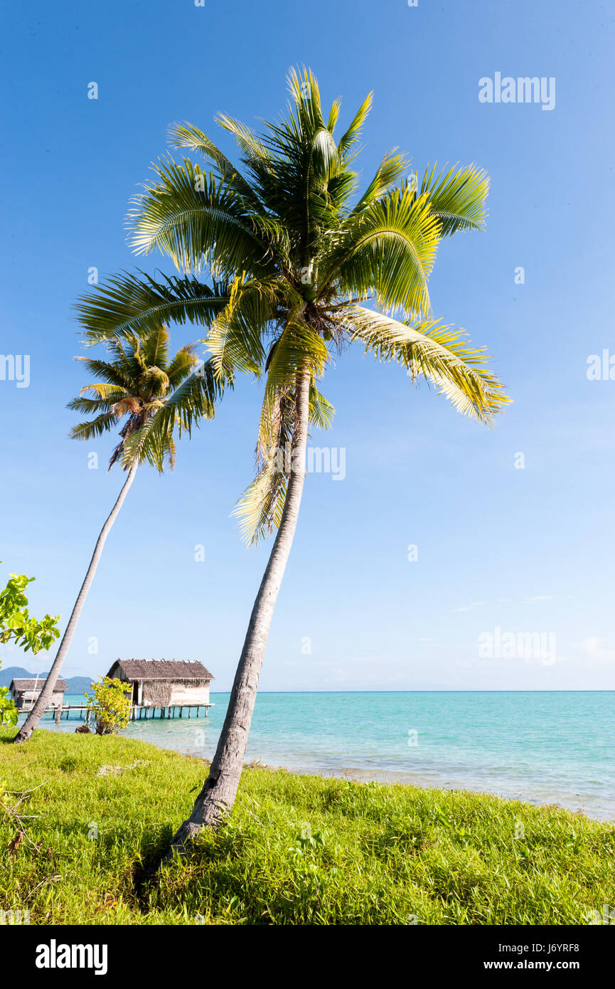 Palm trees on beach, Semporna, Sabah, Malaysia Stock Photo