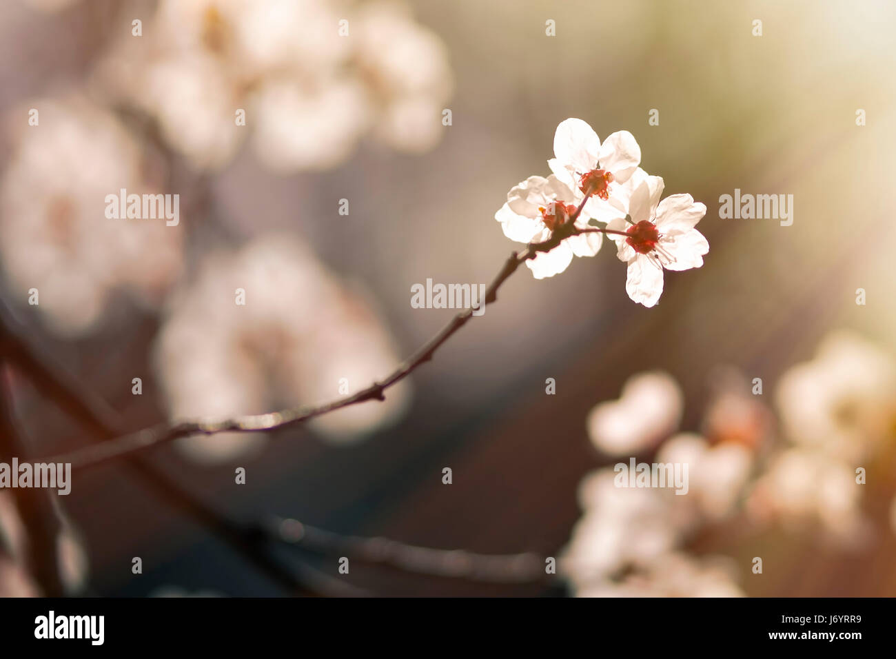 A beautiful spring flower and its greeting to the Sun. Stock Photo