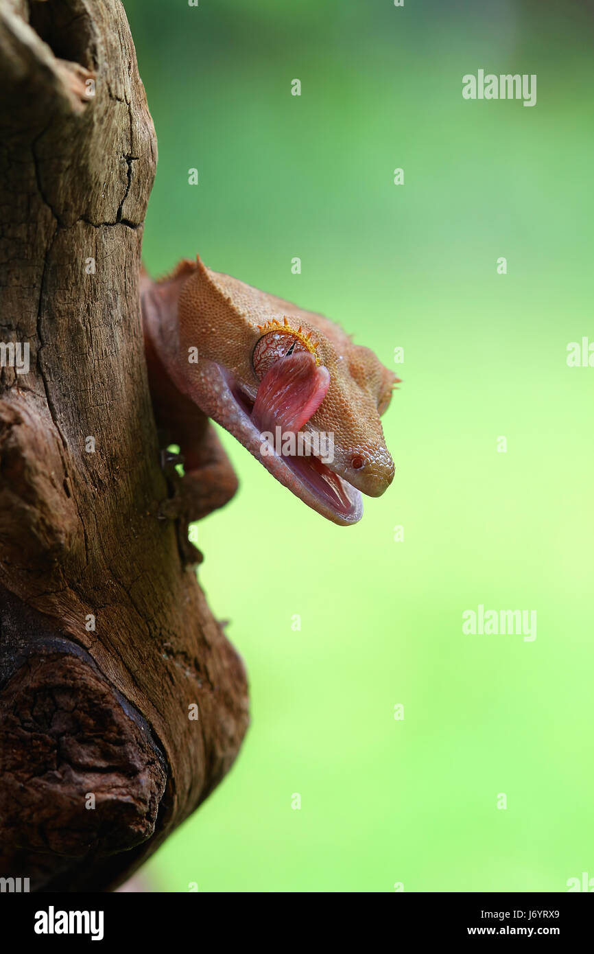 Crested gecko licking its lips, Indonesia Stock Photo