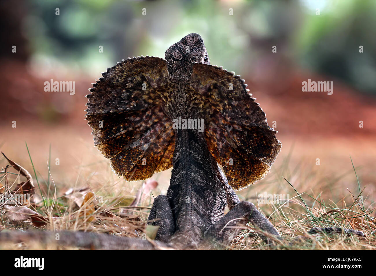 Angry frilled-neck lizard, Indonesia Stock Photo