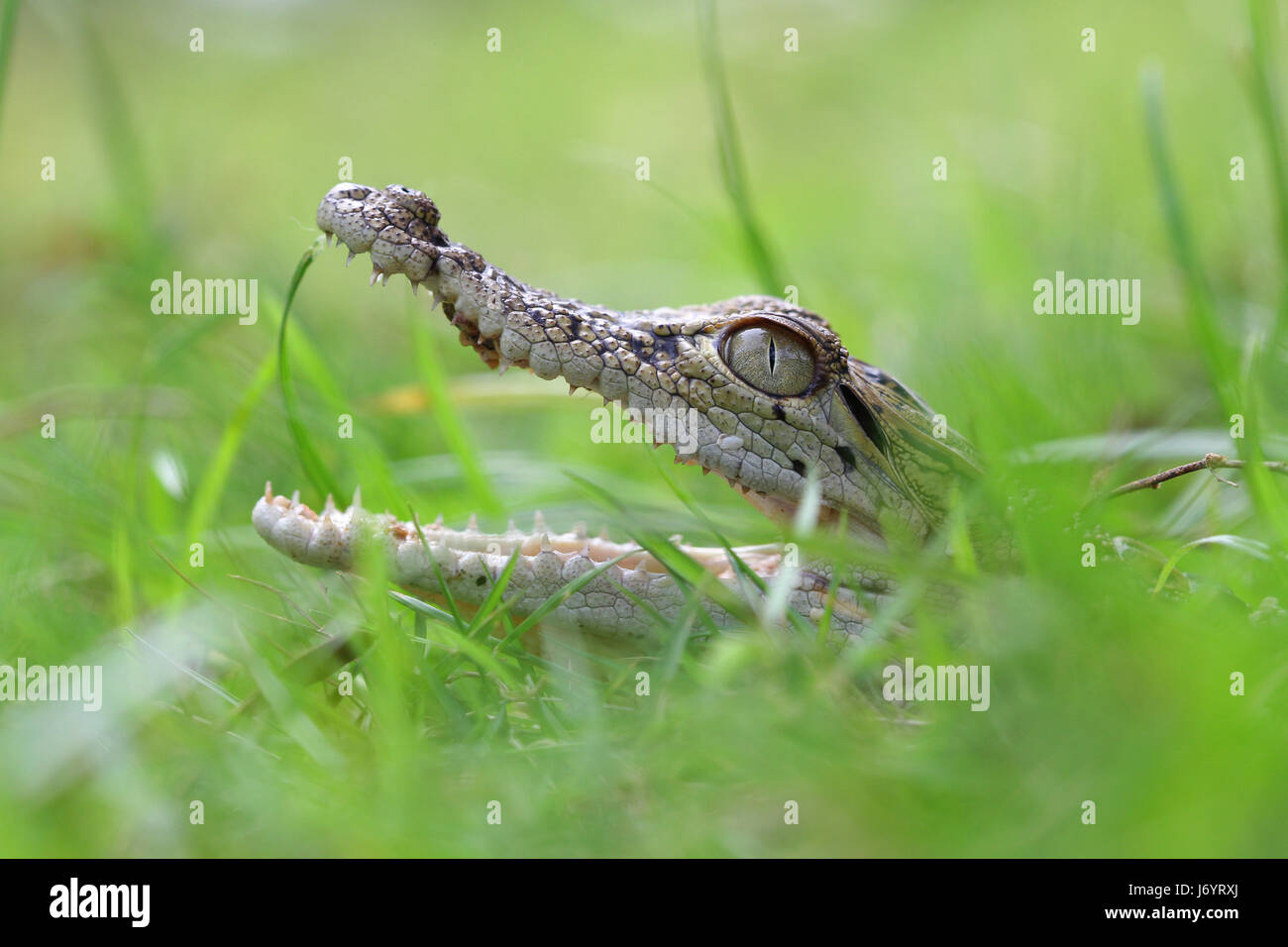 Crocodile hidden in the grass, Indonesia Stock Photo