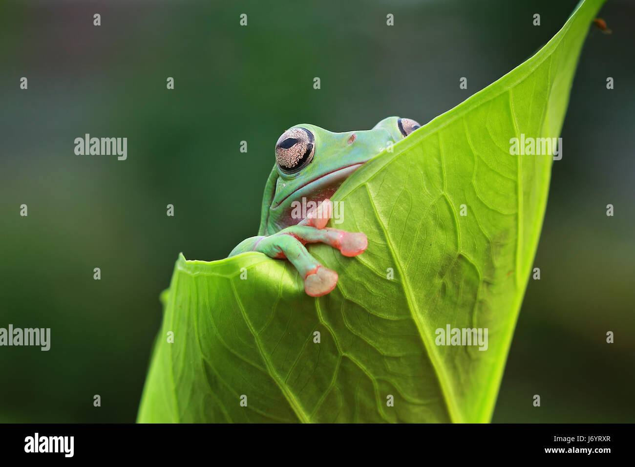 Dumpy frog on a leaf, Indonesia Stock Photo