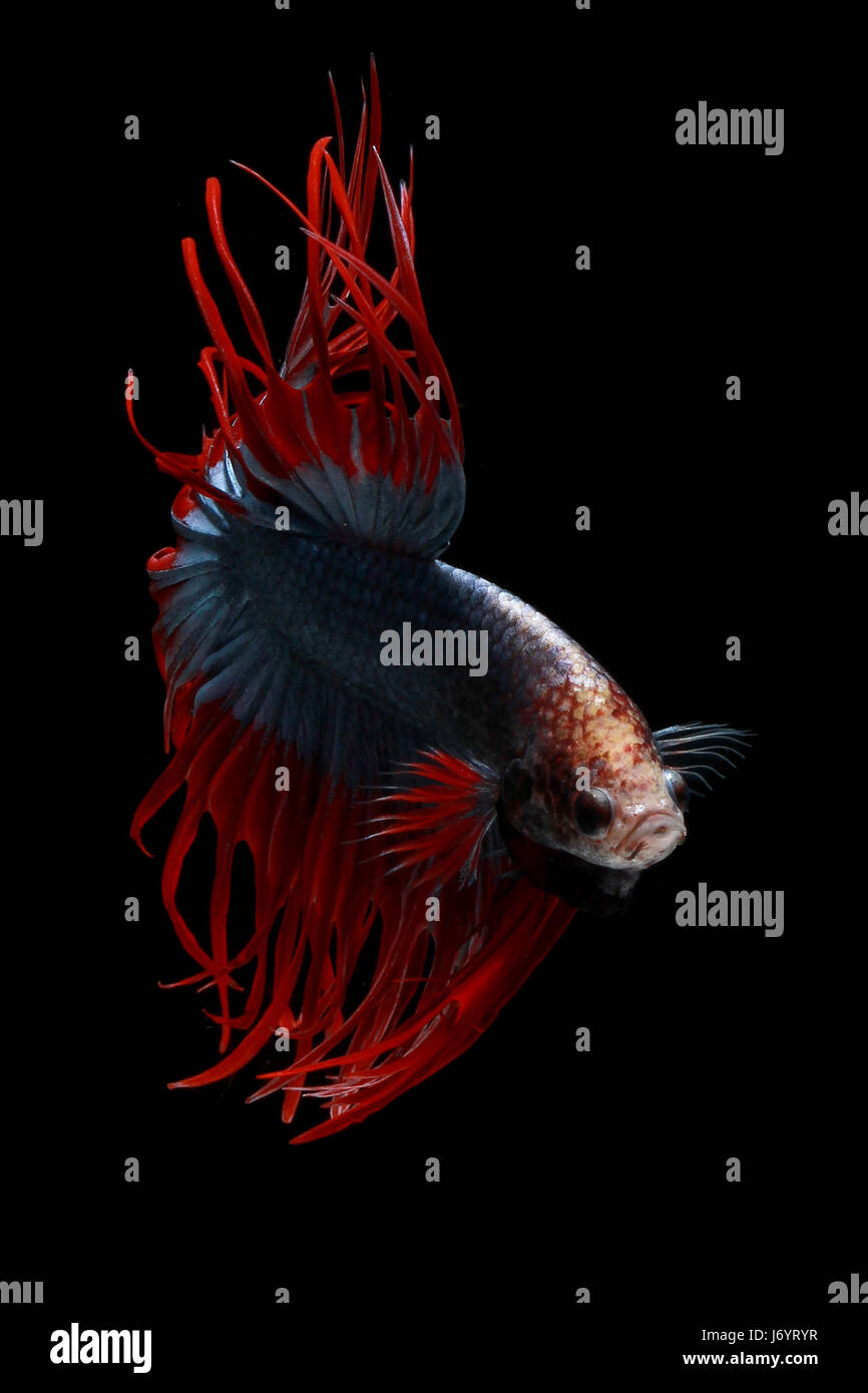 Portrait betta fish hi-res stock photography and images - Alamy, image size:866x1390
