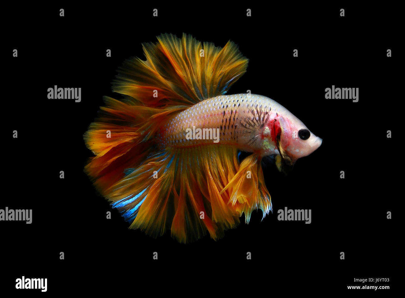 Betta fish portrait Stock Photo