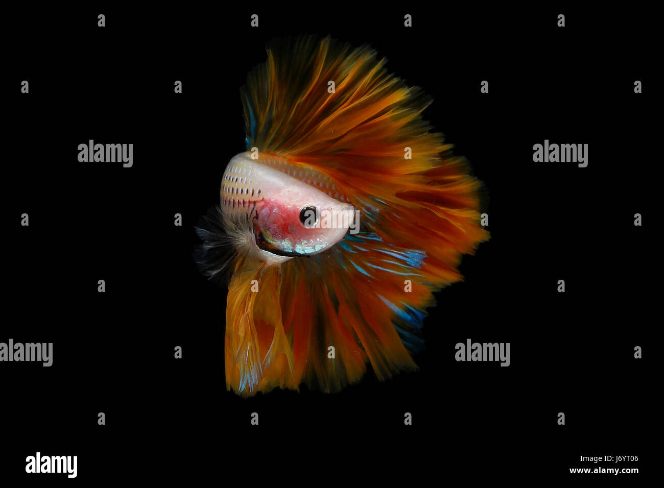 Multi-colored betta fish Stock Photo