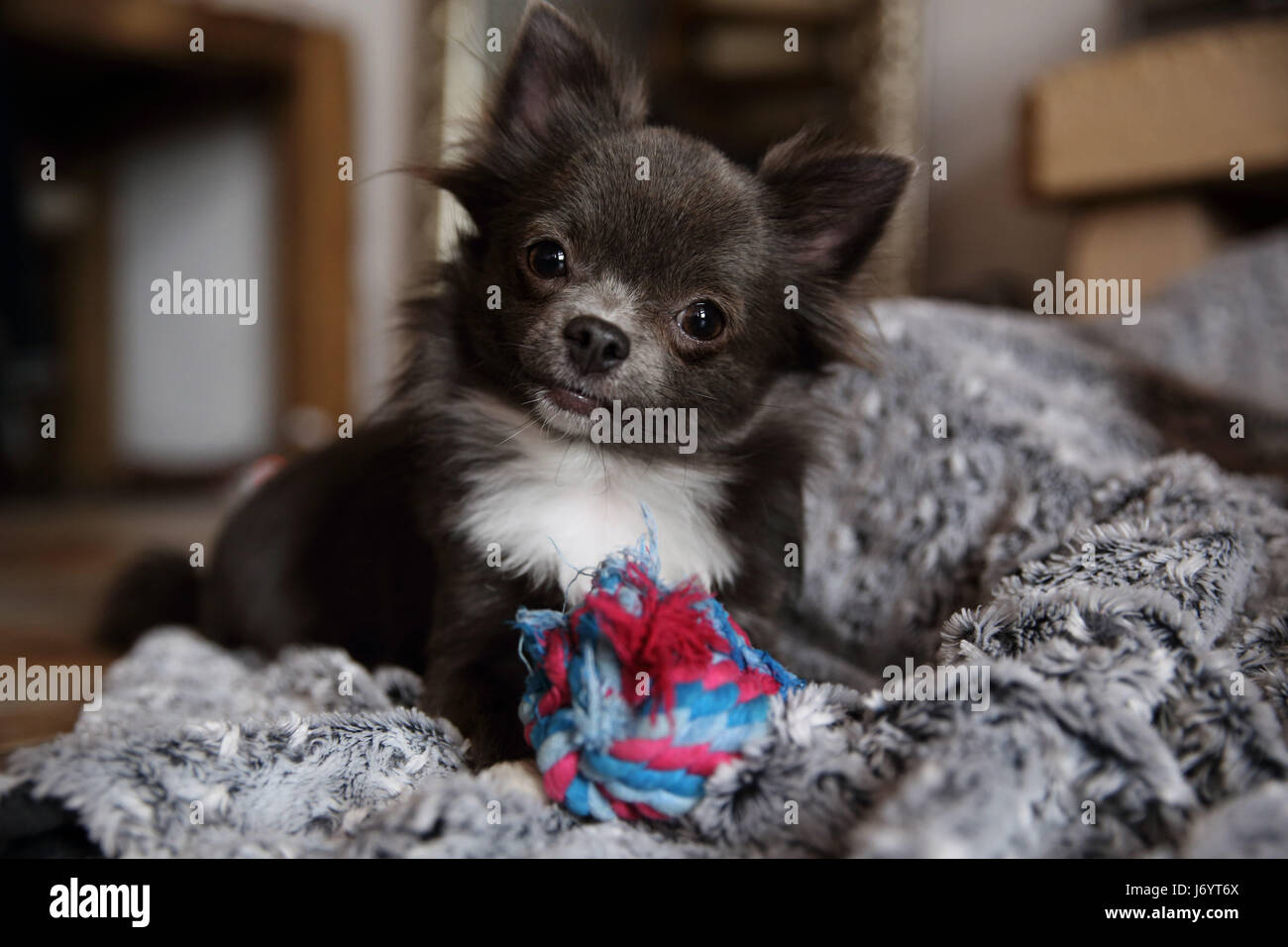 https://c8.alamy.com/comp/J6YT6X/chihuahua-dog-with-soft-toy-J6YT6X.jpg