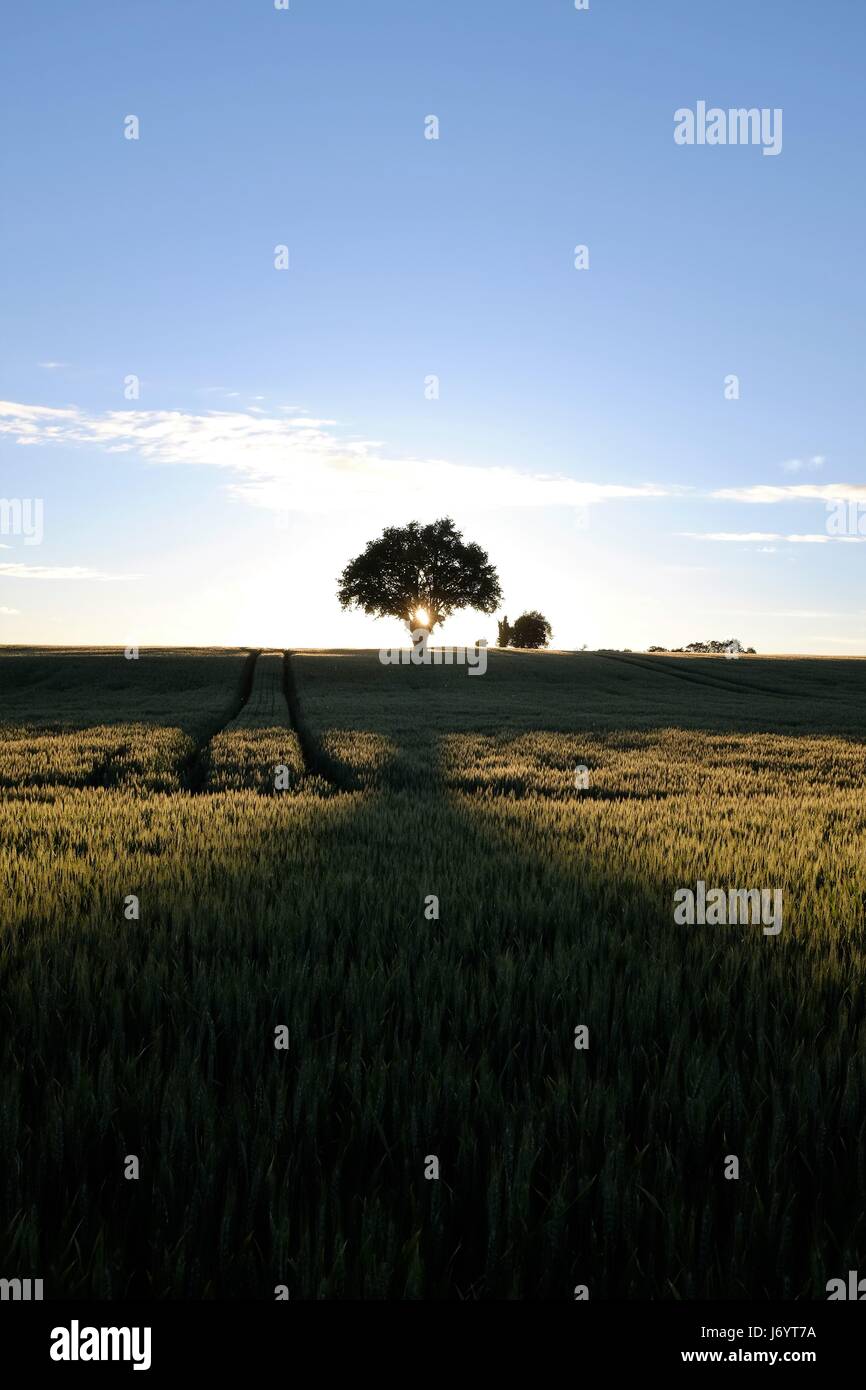 Sunlight france field hi-res stock photography and images - Alamy