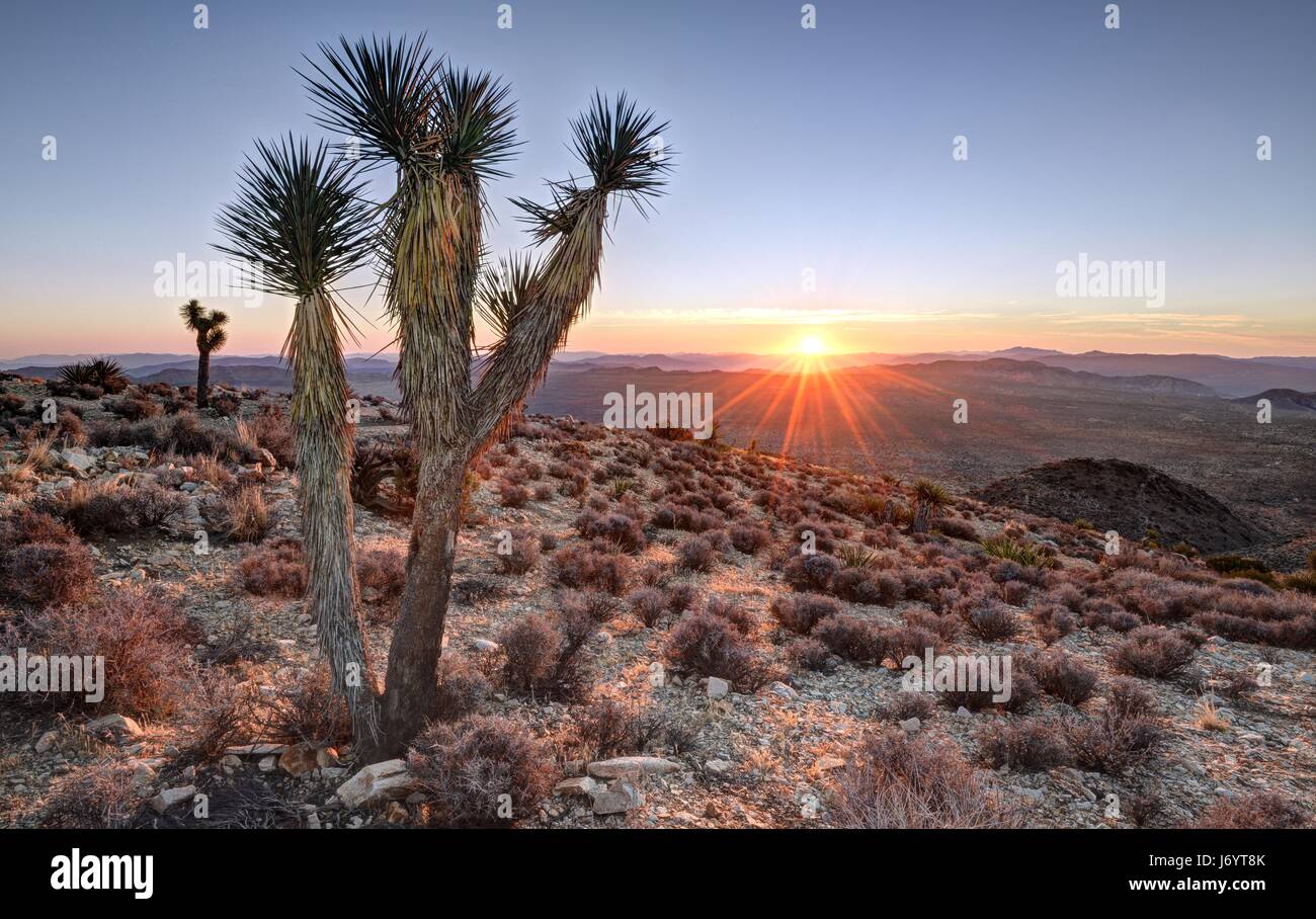 Sunrise at Ryan Mountain, Joshua Tree National Park, California, USA ...