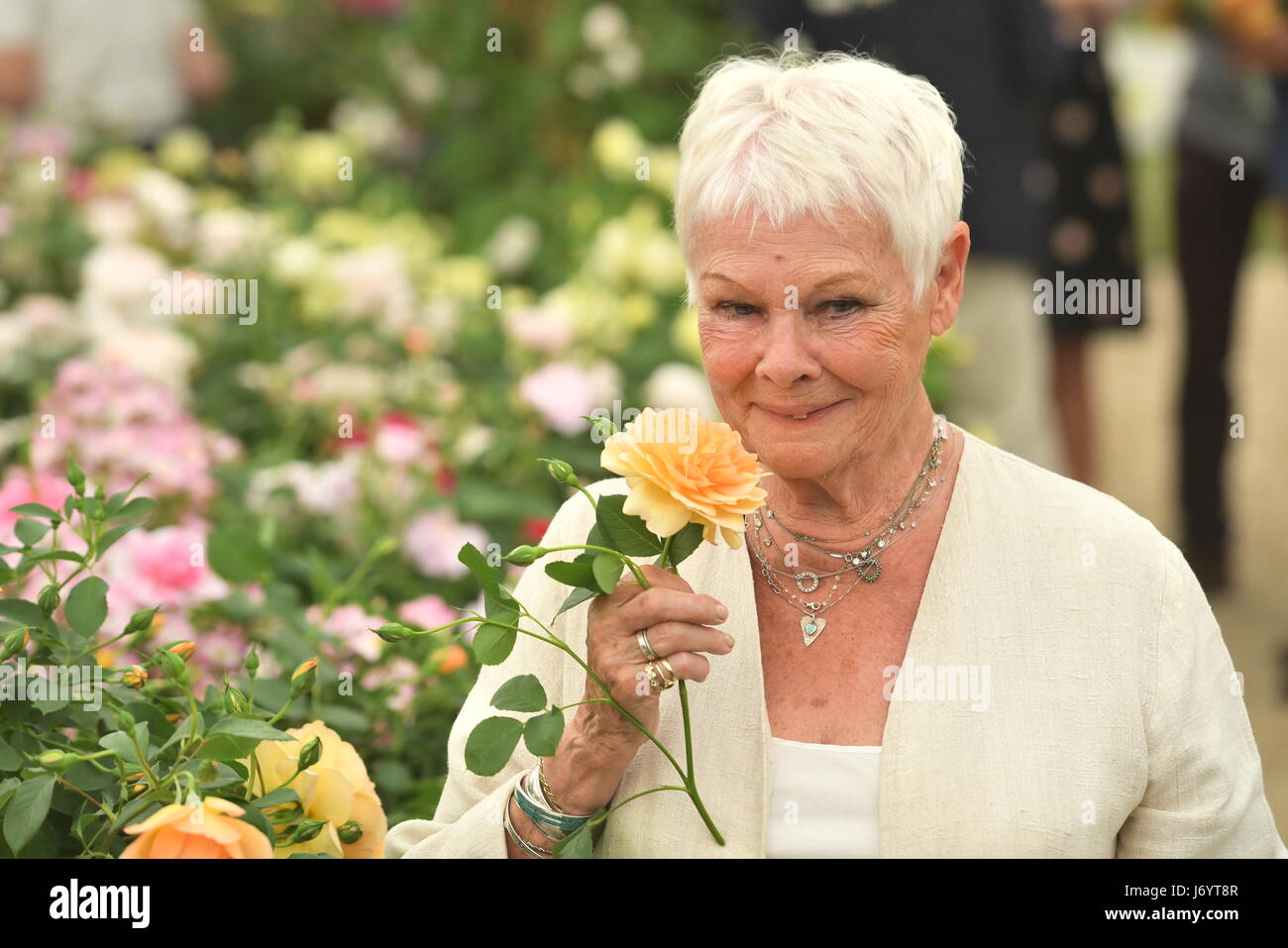 Dame Judi Dench holds an apricot rose named after her as it is launched by Shropshire grower David Austin Roses during the press preview of the RHS Chelsea Flower Show at the Royal Hospital Chelsea, London. Stock Photo