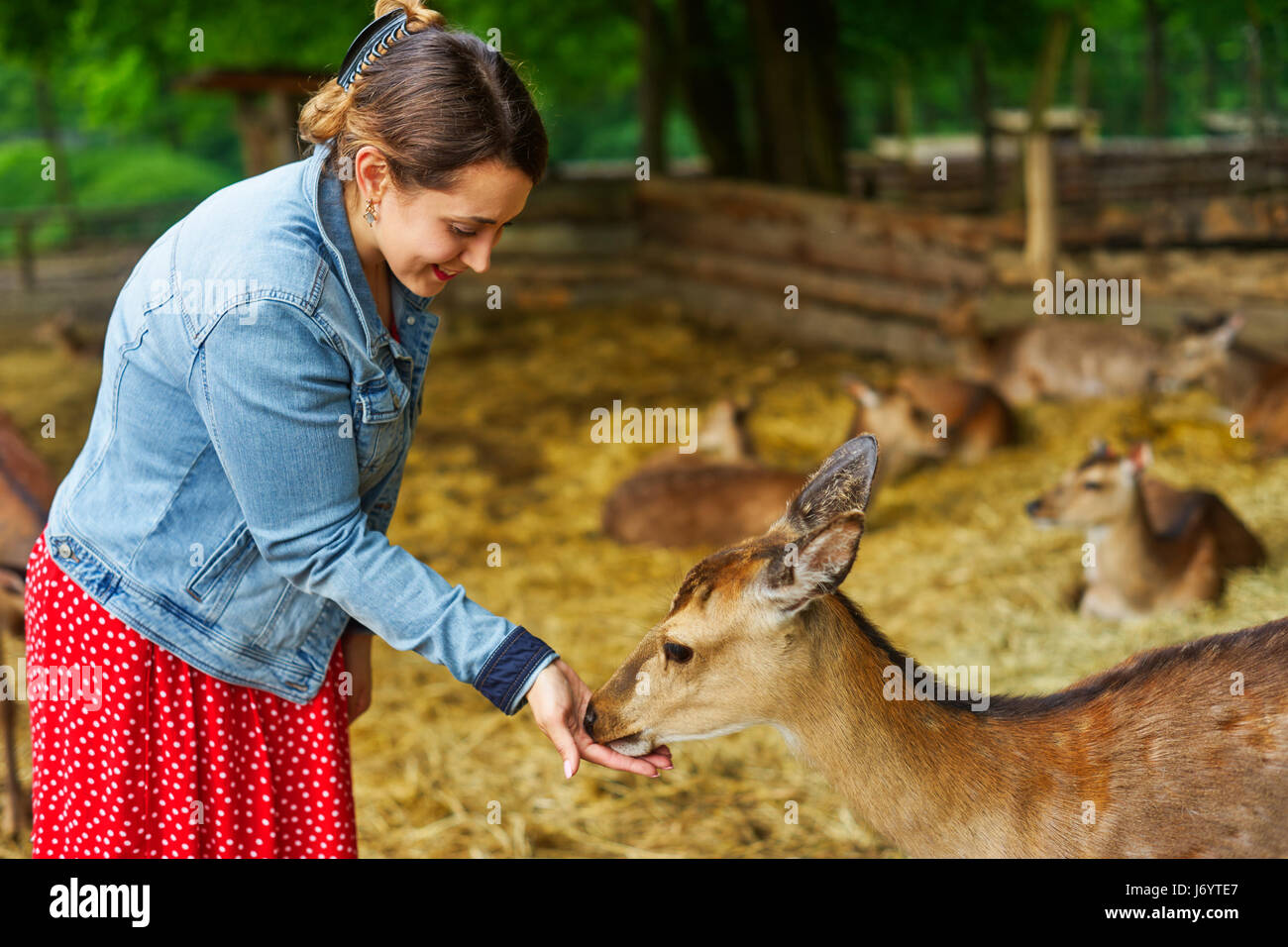 A woman feeding deer Stock Photo Alamy