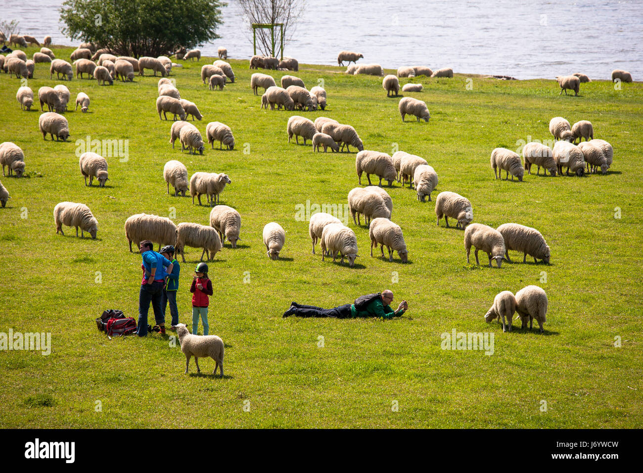 Europe, Germany, Cologne, sheep on the river Rhine meadows in the district Deutz. Stock Photo