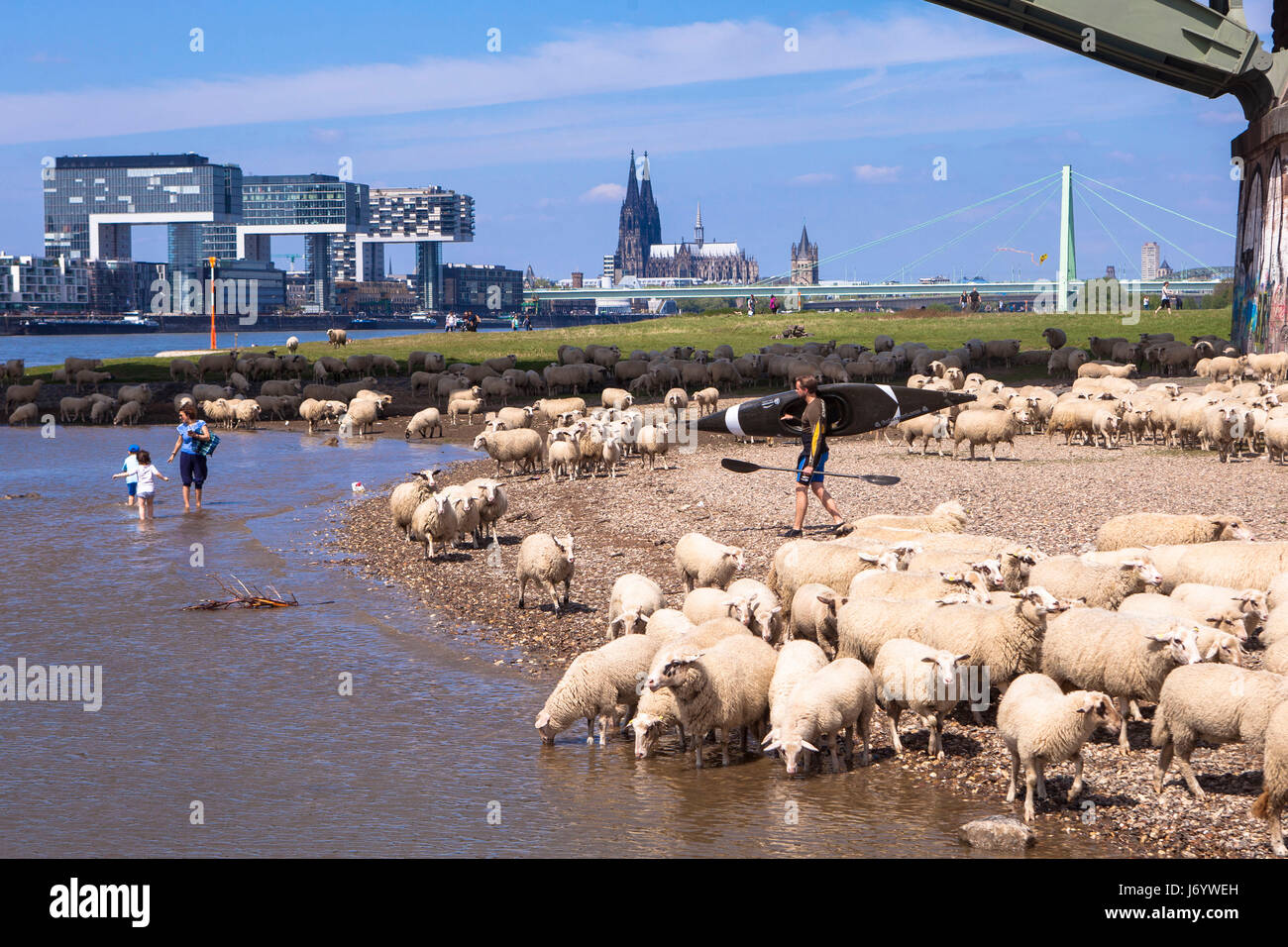 Germany, Cologne, sheep on the river Rhine meadows in the district Deutz, the Crane Houses in the Rheinau harbor, the cathedral. Stock Photo