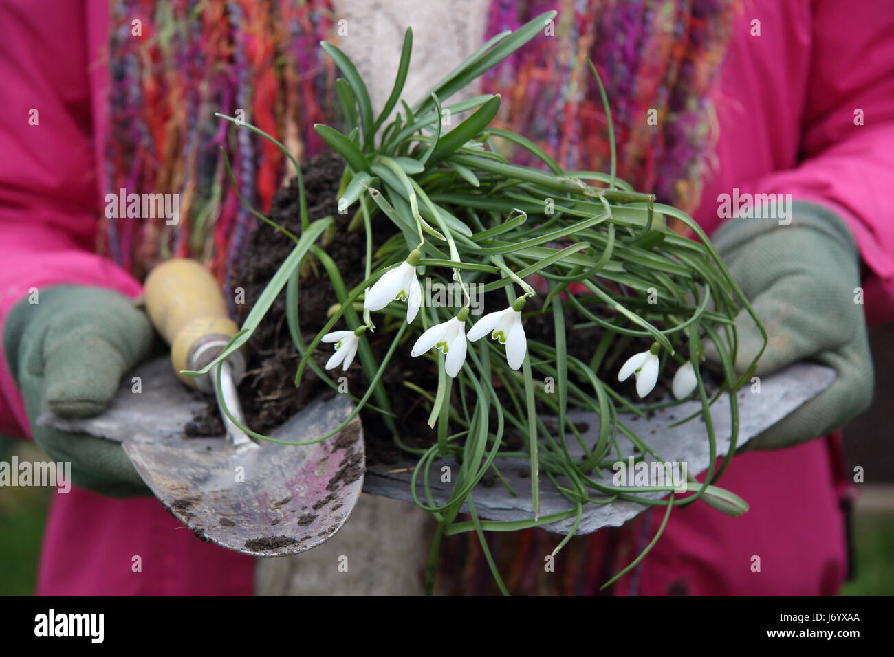 Dividing snowdrops. Snowdrops (galanthus nivalis) lifted in the green for dividing. UK Stock Photo