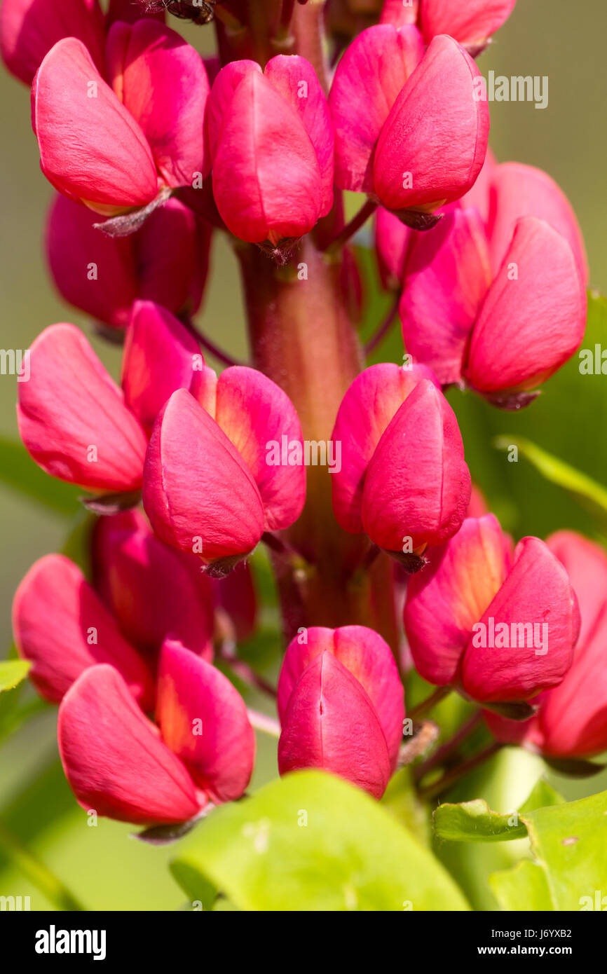 Close up of the red-pink flowers in a single spike of the early summer flowering lupin, Lupinus 'The Page' Stock Photo