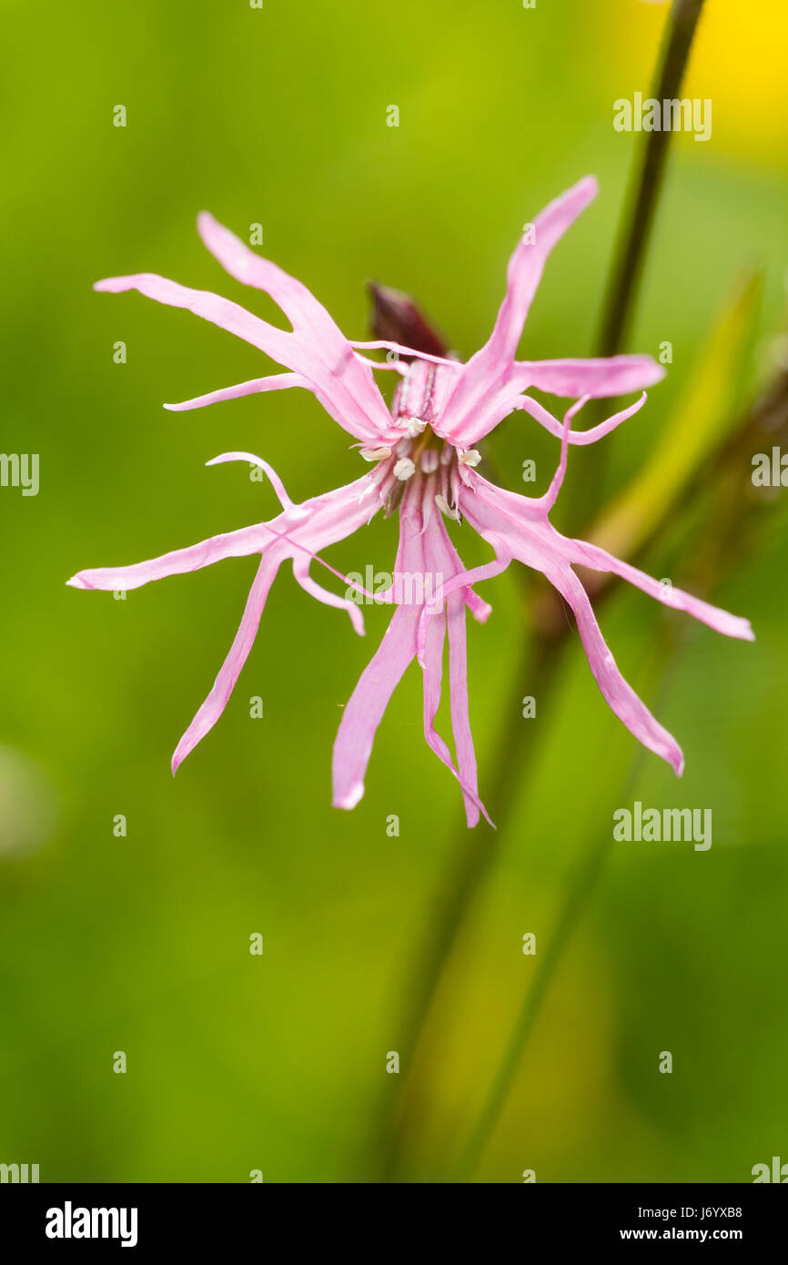 Single pink flower of the UK native wildflower, Silenes flos-cuculi, the ragged robin Stock Photo