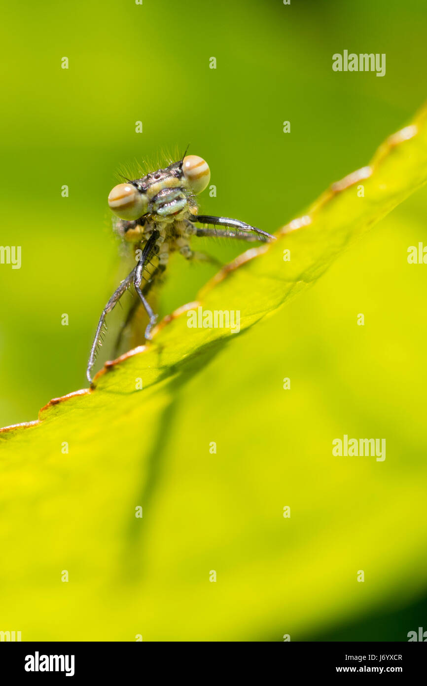 Frontal view of an immature large red damselfly, Pyrrhosoma nymphula, showing the banded eyes that will redden with maturity Stock Photo