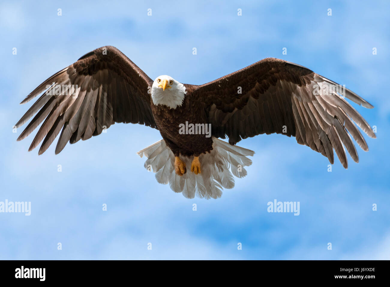 Bald eagle in flight talons to camera hi-res stock photography and images -  Alamy