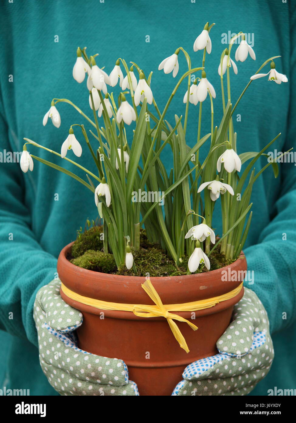 Snowdrops (galanthus nivalis) underplanted with moss displayed in a terracotta pot carried by female gardener for positioning in garden - February Stock Photo