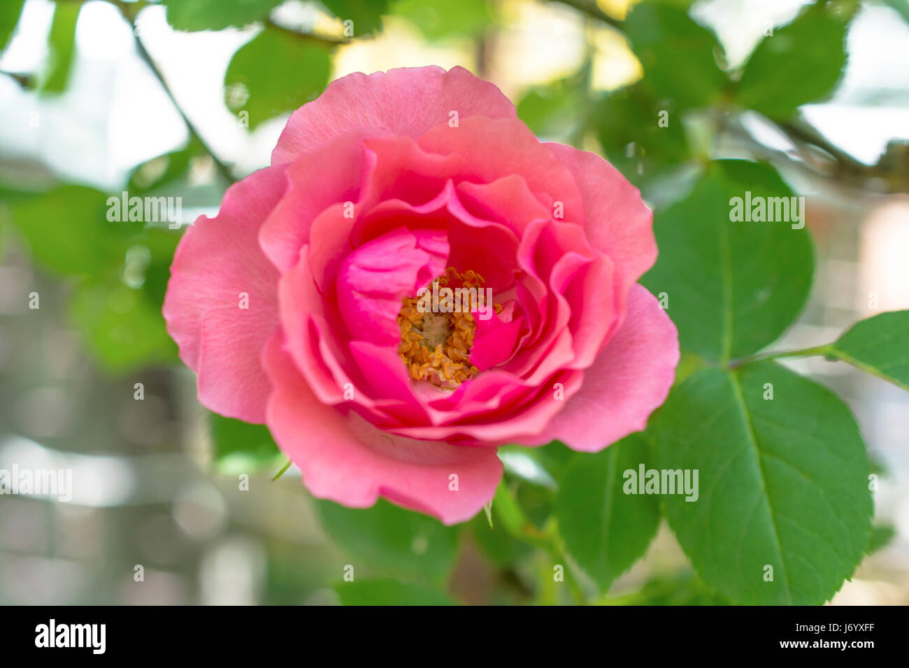 Pink rose bush Stock Photo Alamy