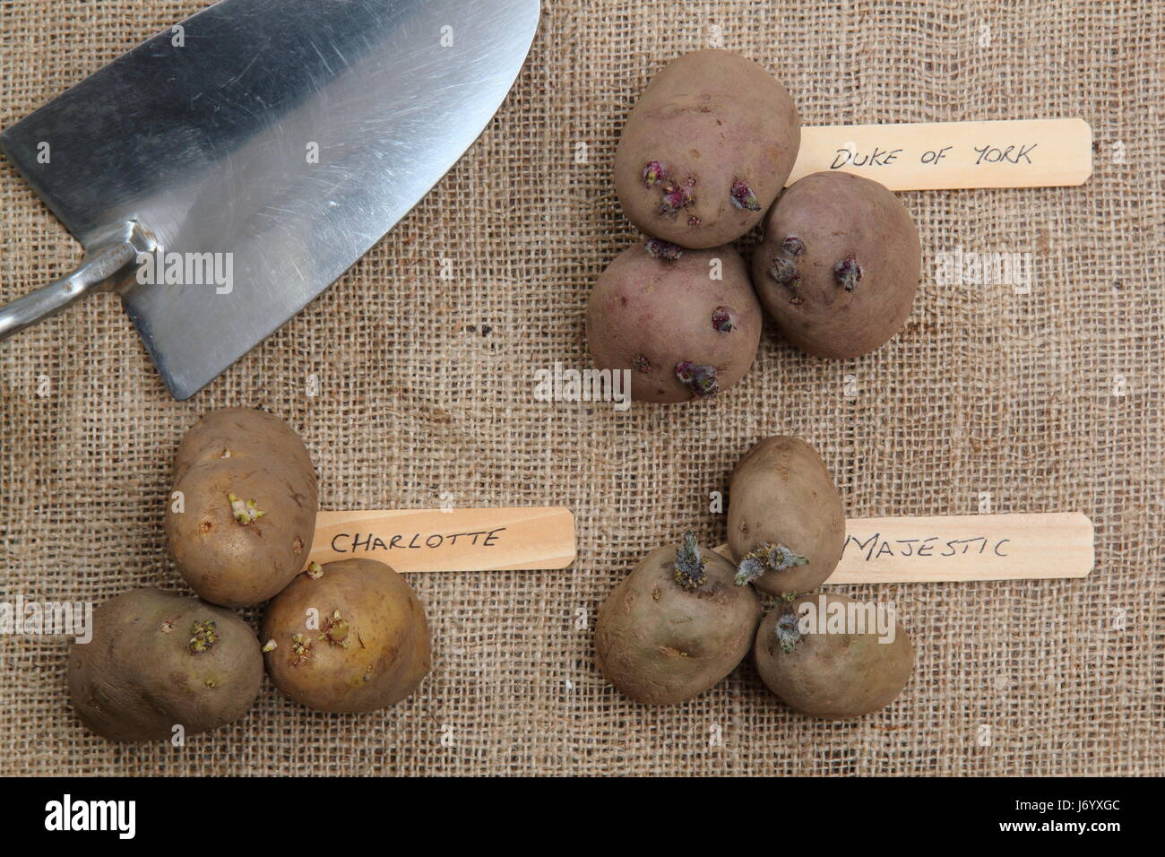 Varieties of seed potato (first early 'Red Duke of York'; second early, 'Charlotte' and main crop, 'Majestic') displayed on hessian background Stock Photo