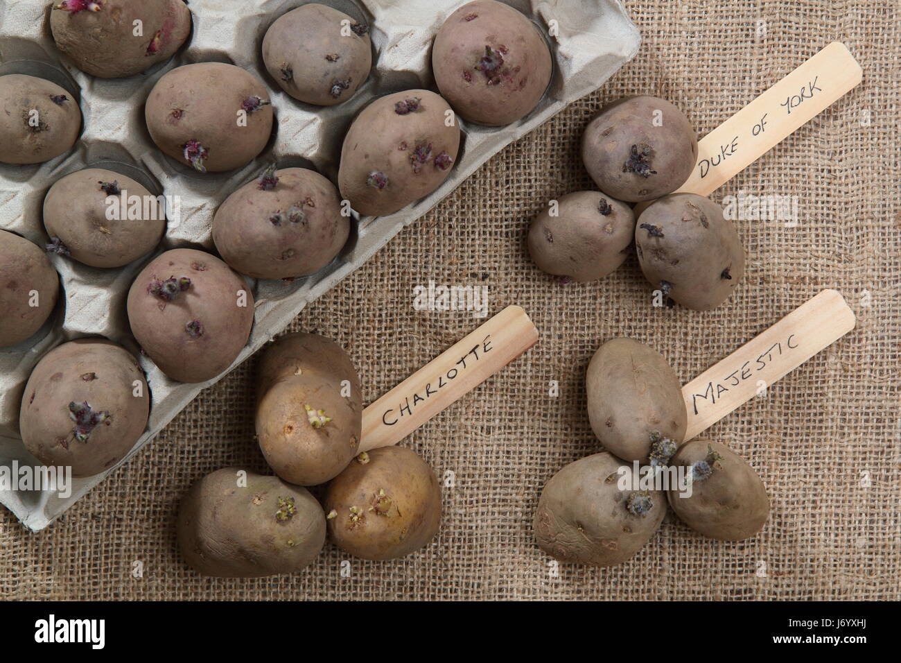 Varieties of early, second and main crop seed potatoes in egg box before placing on sunny windowsill to encourage strong growth ahead of planting out Stock Photo