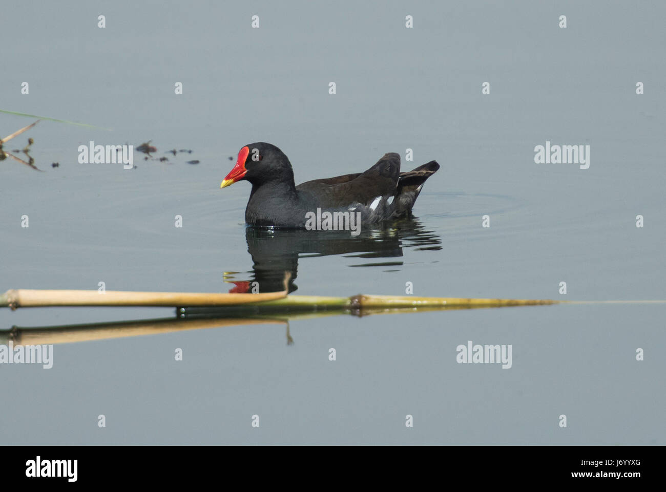 Common moorhen gallinula chloropus wild bird swimming with reflection in river water Stock Photo