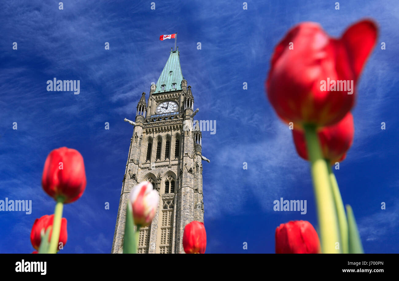 Canadian Parliament, Peace Tower surrounded by red tulips Stock Photo