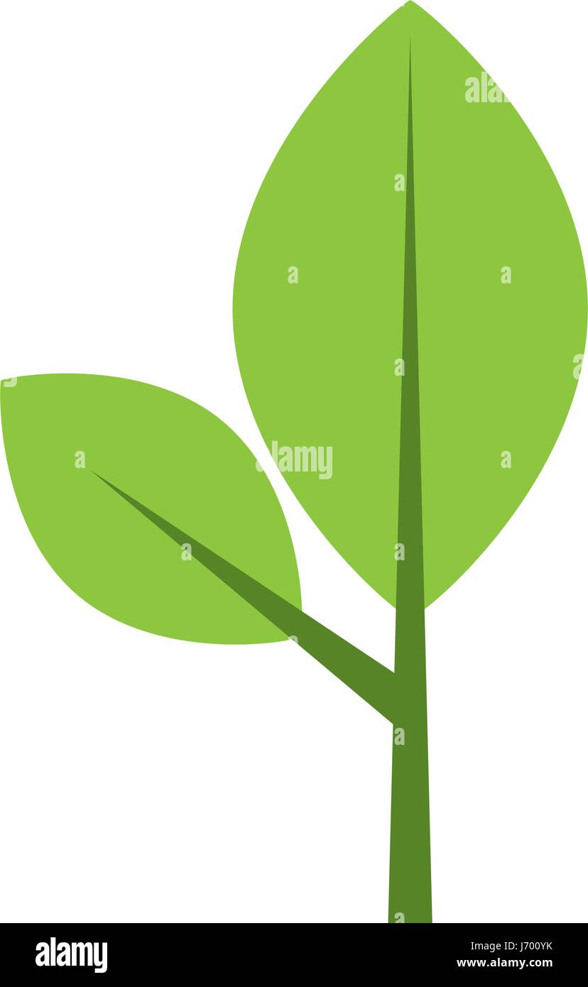 leaf plant isolated icon Stock Vector Image & Art - Alamy