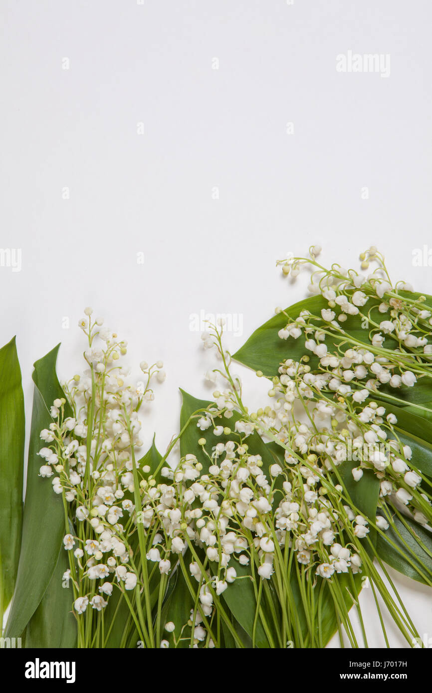 Lilly of the valley flowers and leaves bouquet isolated on a white ...