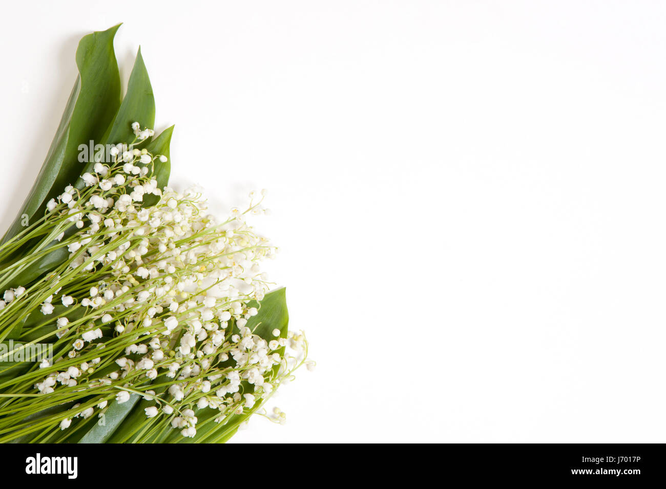 Lilly of the valley flowers and leaves bouquet isolated on a white ...