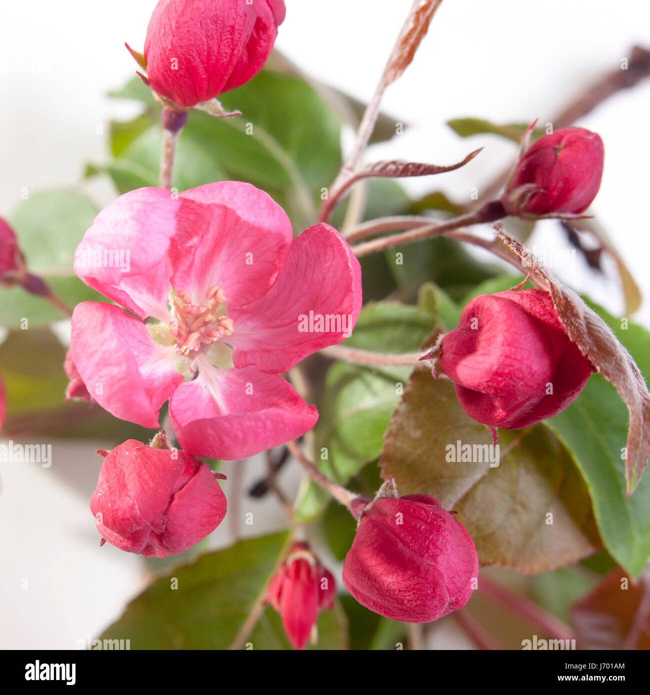 the Flowers of an apple-tree of Nedzvetsky (Malus niedzwetzkyana Dieck ...