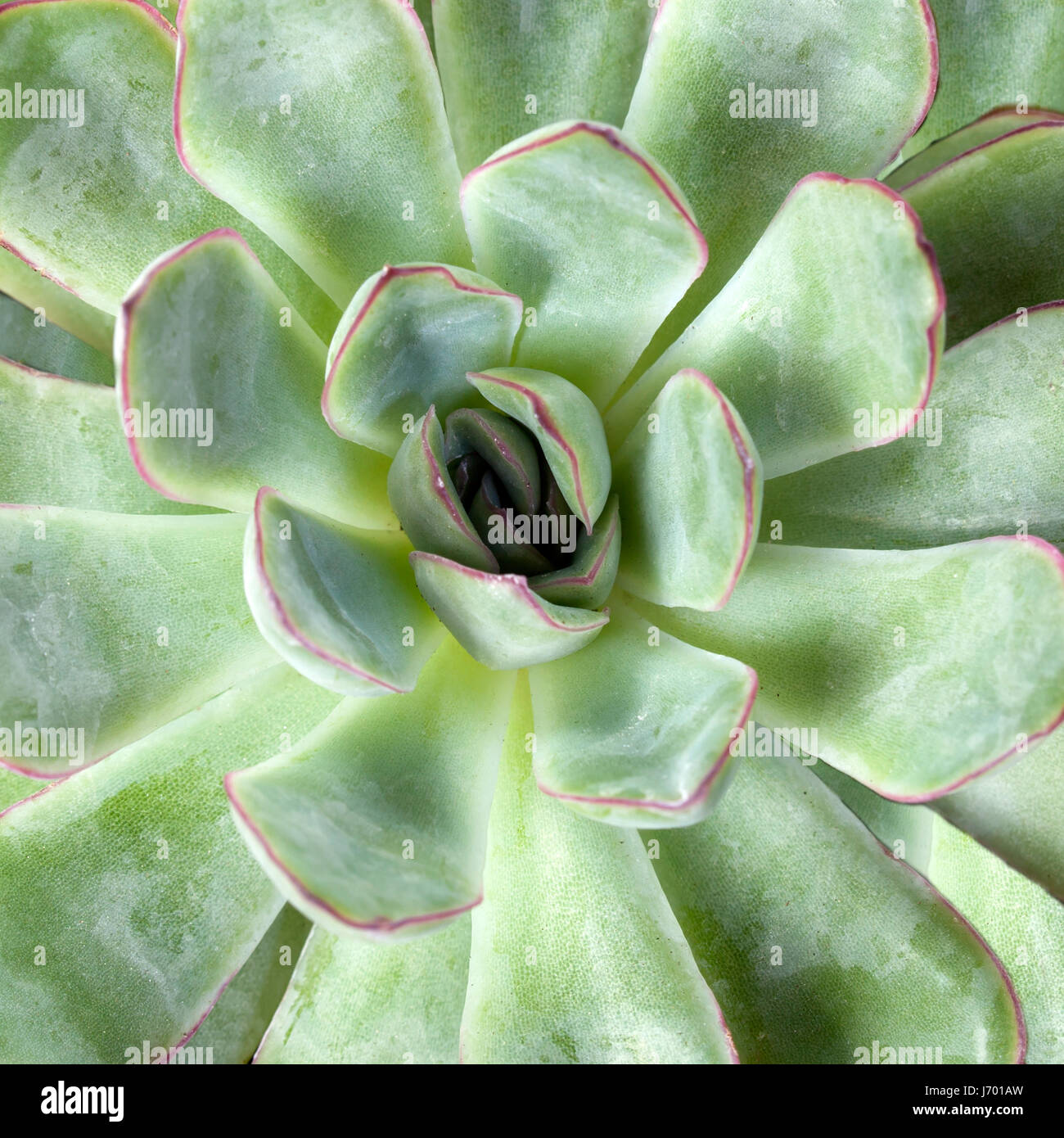 Echeveria Frank Reinelt, macro, kinfolk still life style Stock Photo