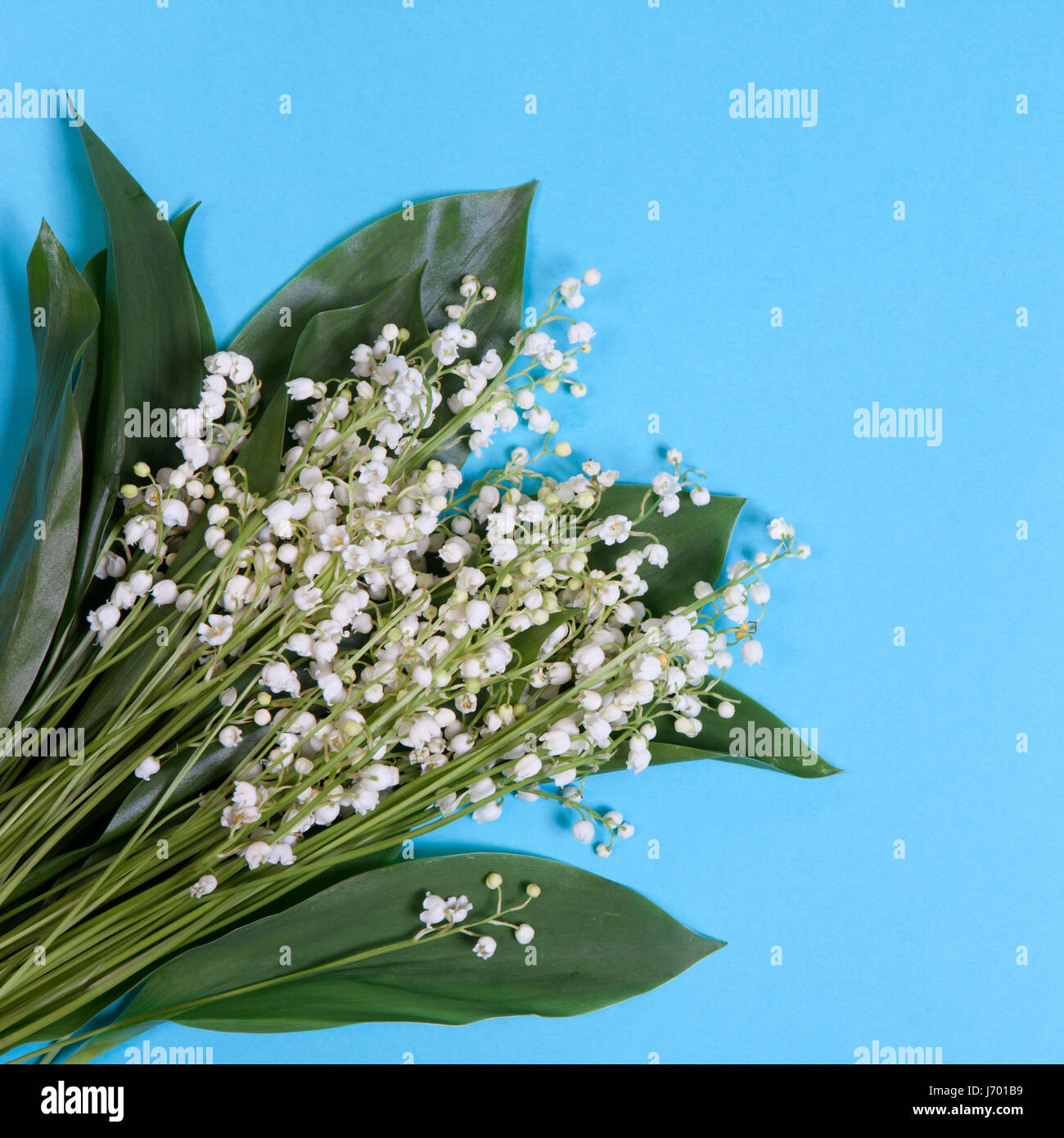 Lilly of the valley flowers and leaves bouquet Stock Photo - Alamy