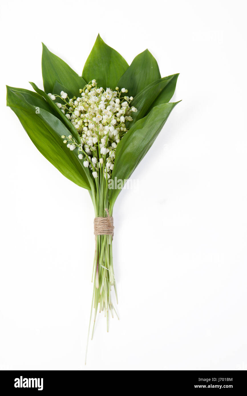 Lilly of the valley flowers and leaves bouquet isolated on a white ...