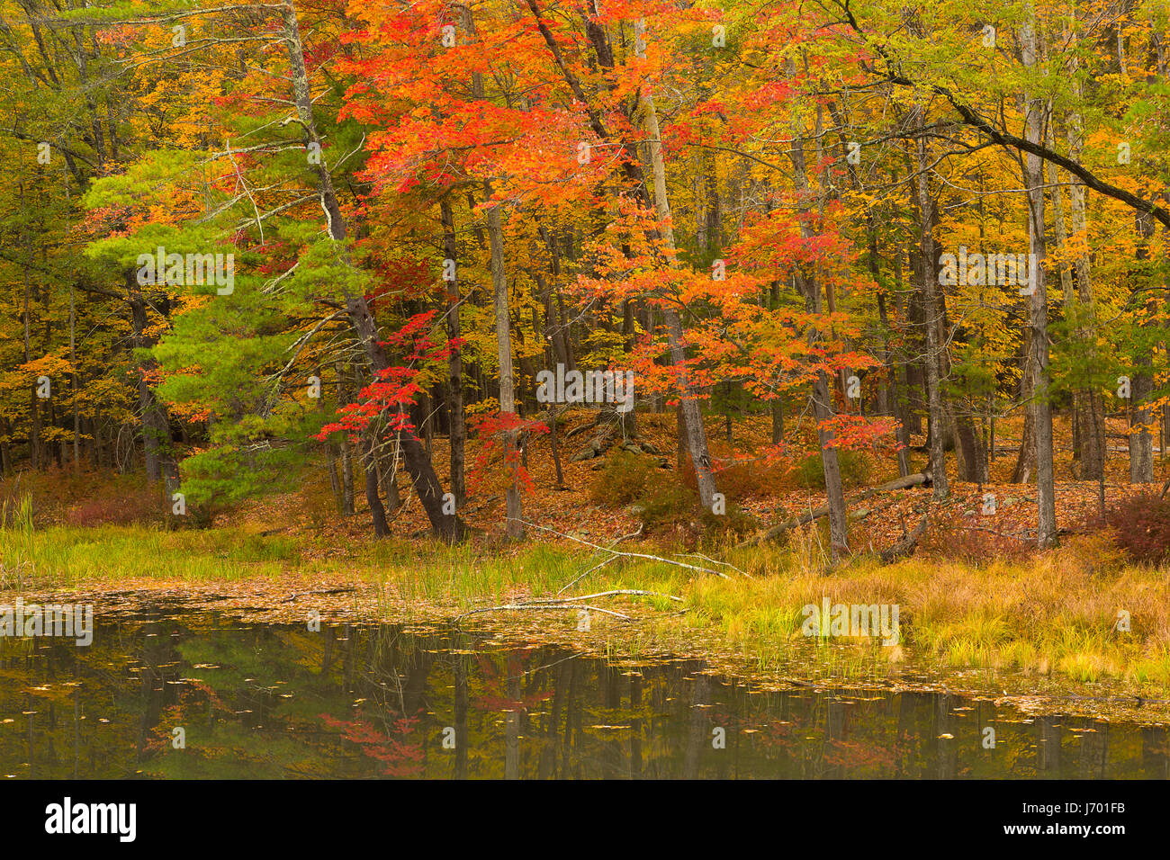 Fall color reflects into a marsh in the Catskill Mountains of New York in the fall. USA Stock Photo