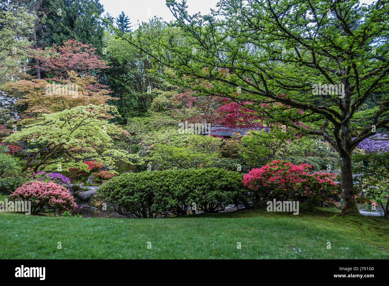 Flowering trees in this Seattle garden create rising levels of color ...