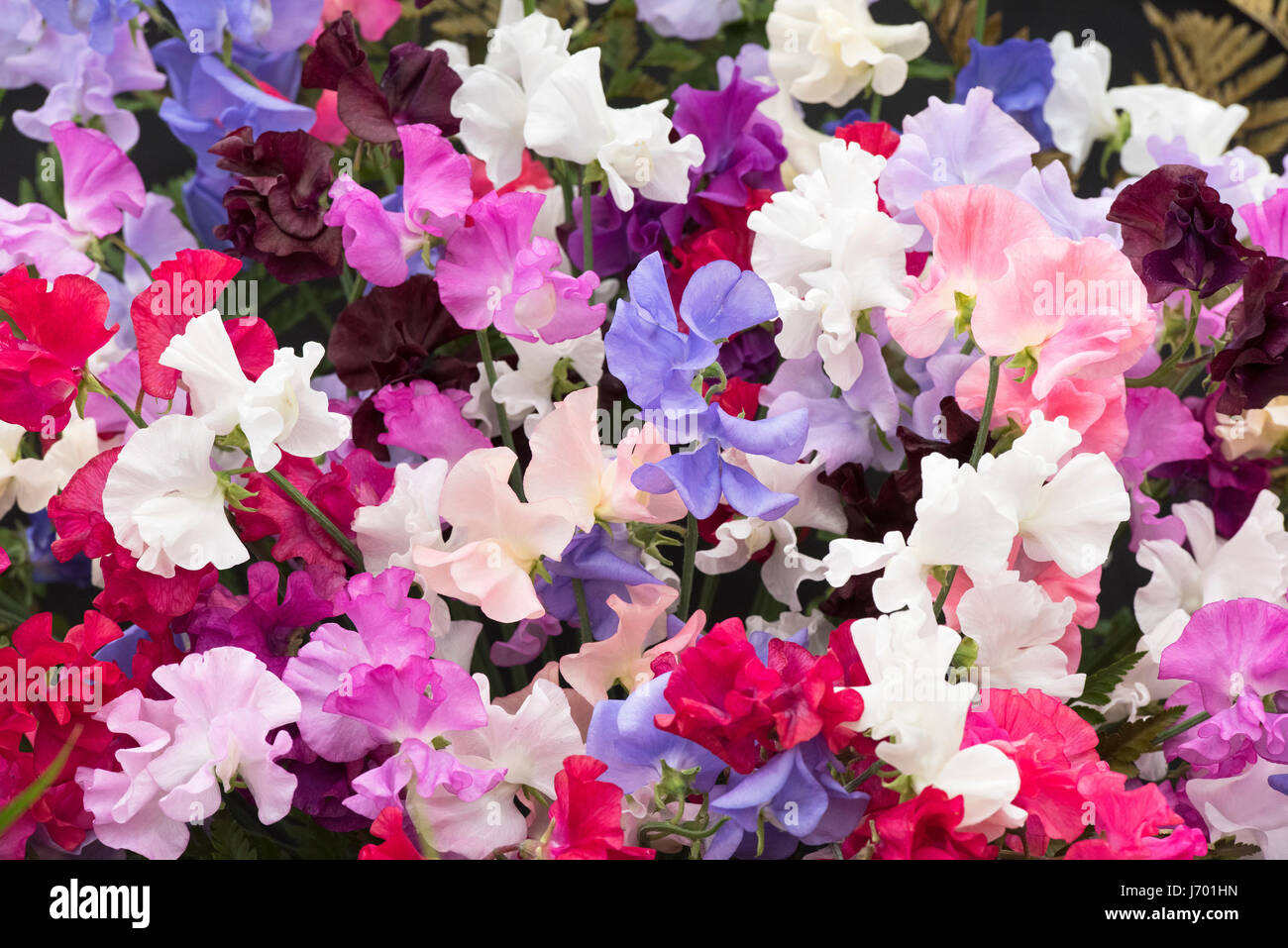 Lathyrus odoratus. Sweet pea 'Spencer Mix' flower display Stock Photo