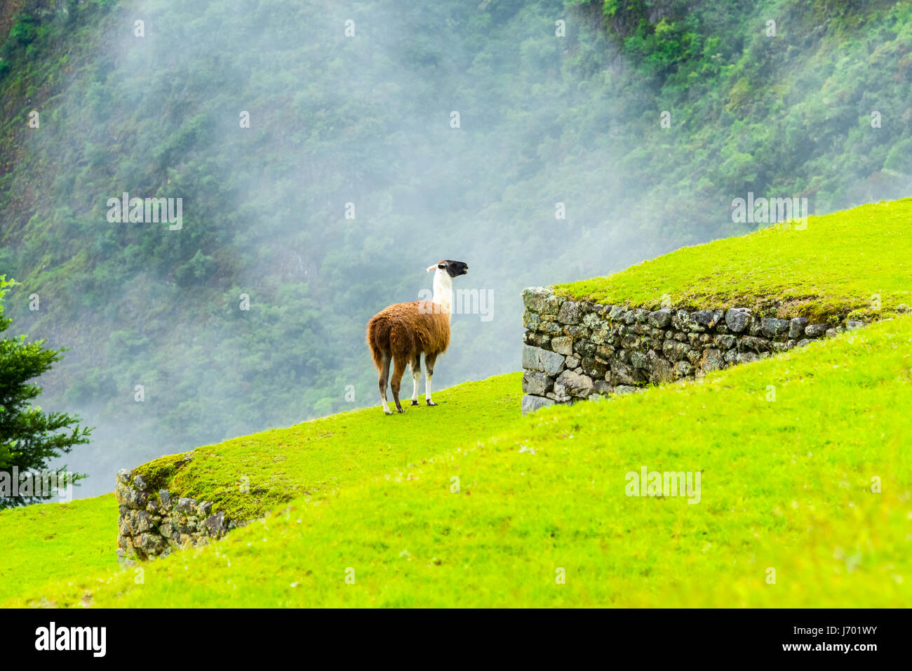 Machu Picchu, Incas ruins in the peruvian Andes at Cuzco Peru Stock Photo