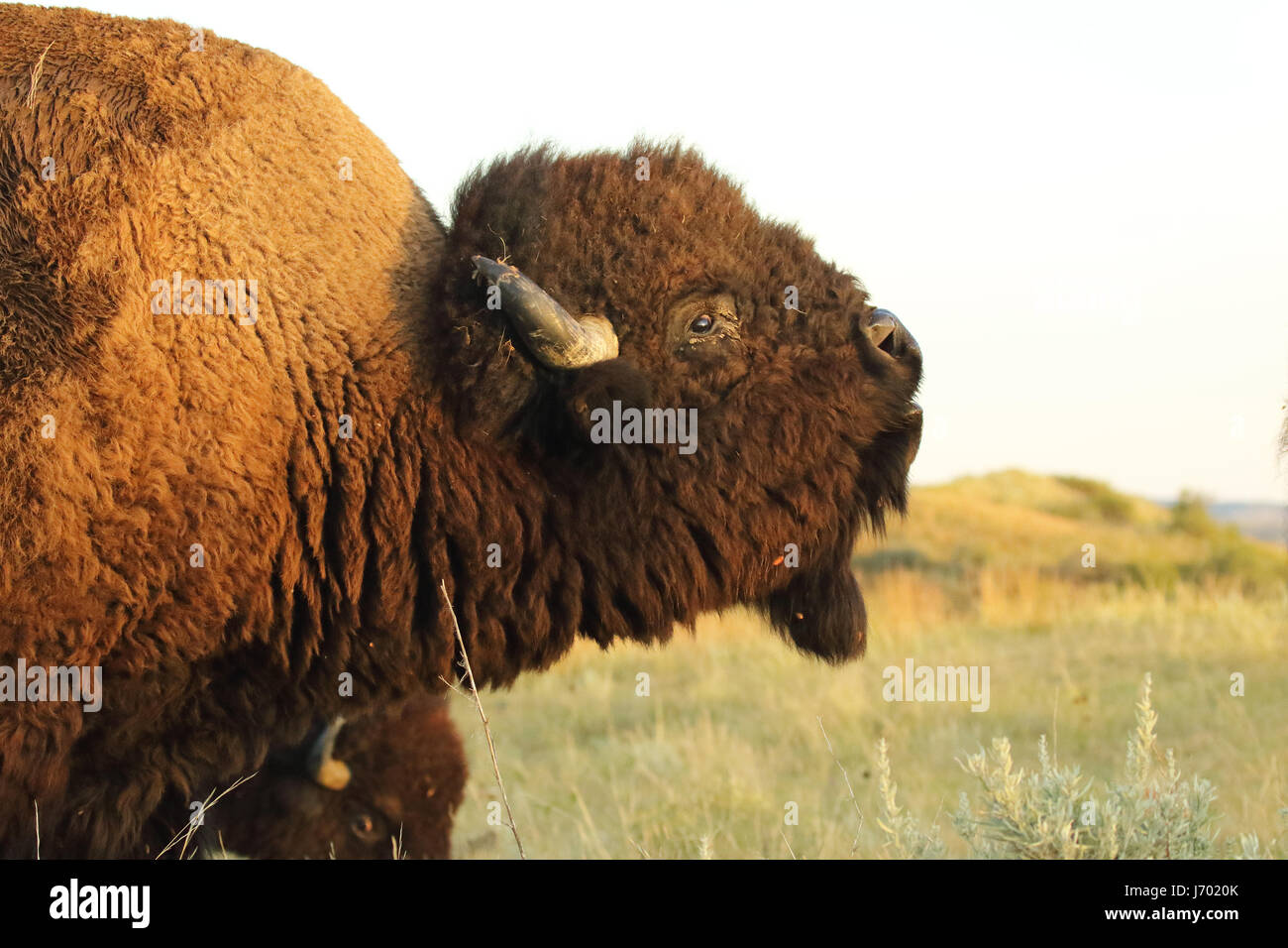 An American Bison calling in the - An American Bison Calling In The Badlands Of North Dakota J7020K 
