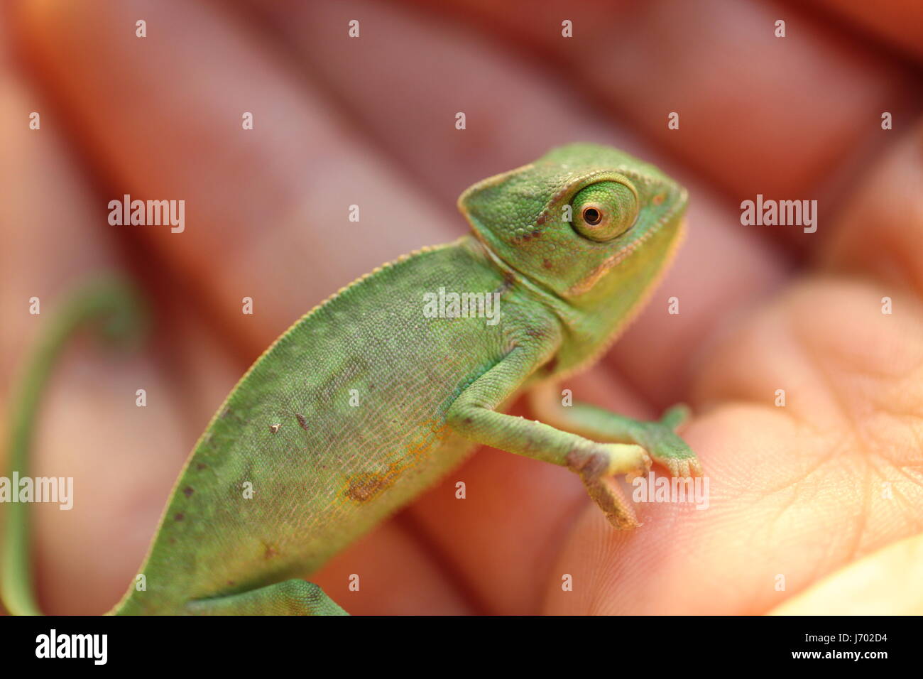 Baby chameleon in your hands Stock Photo