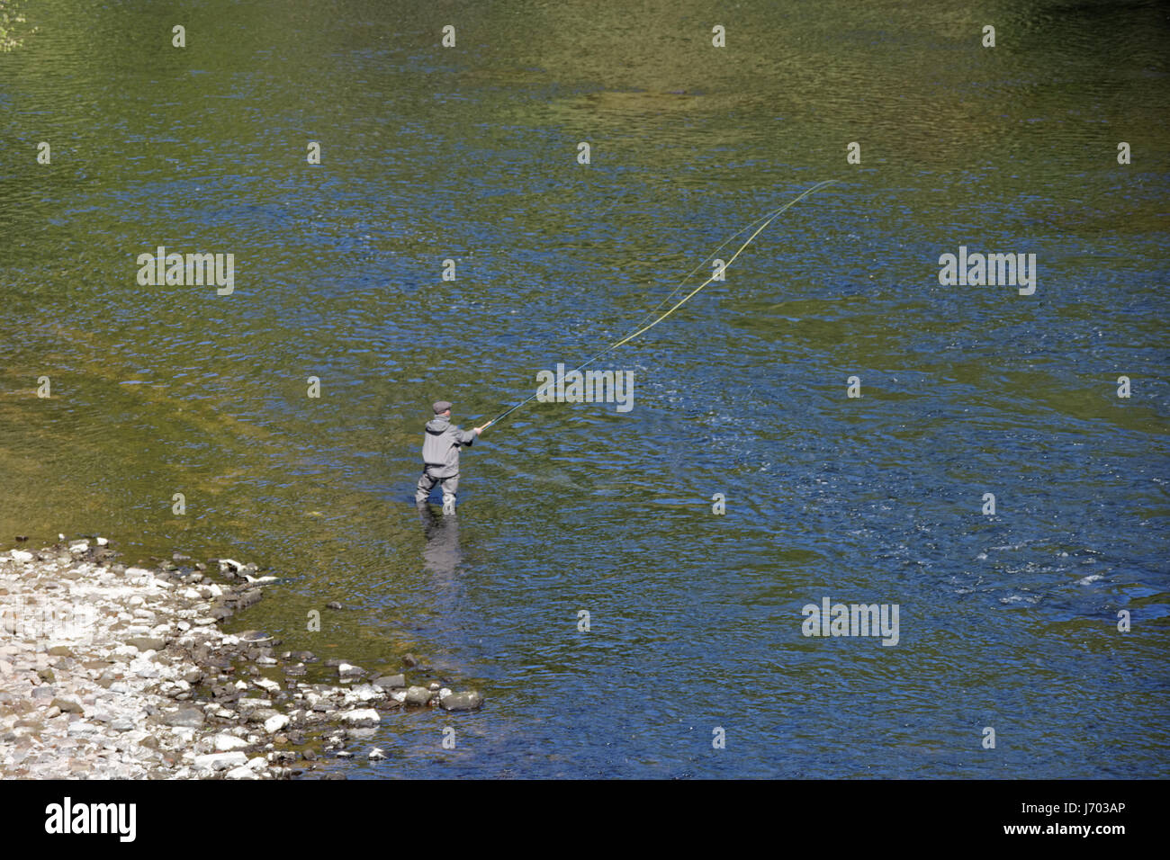 Fly -fishing sunny  on the river Clyde Blantyre Mill Road near Blantyre Stock Photo