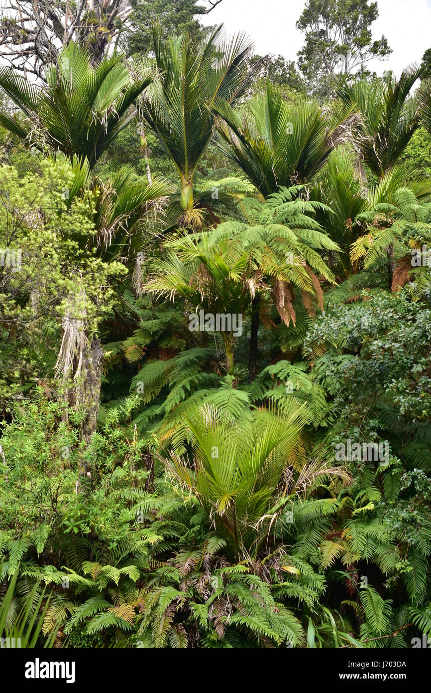 Dense fresh New Zealand bush with palm trees and giant ferns Stock
