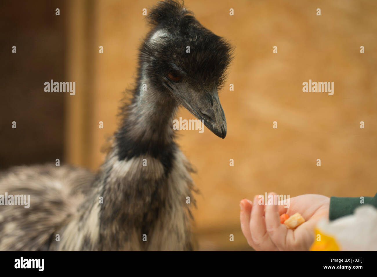 Emu being fed Stock Photo