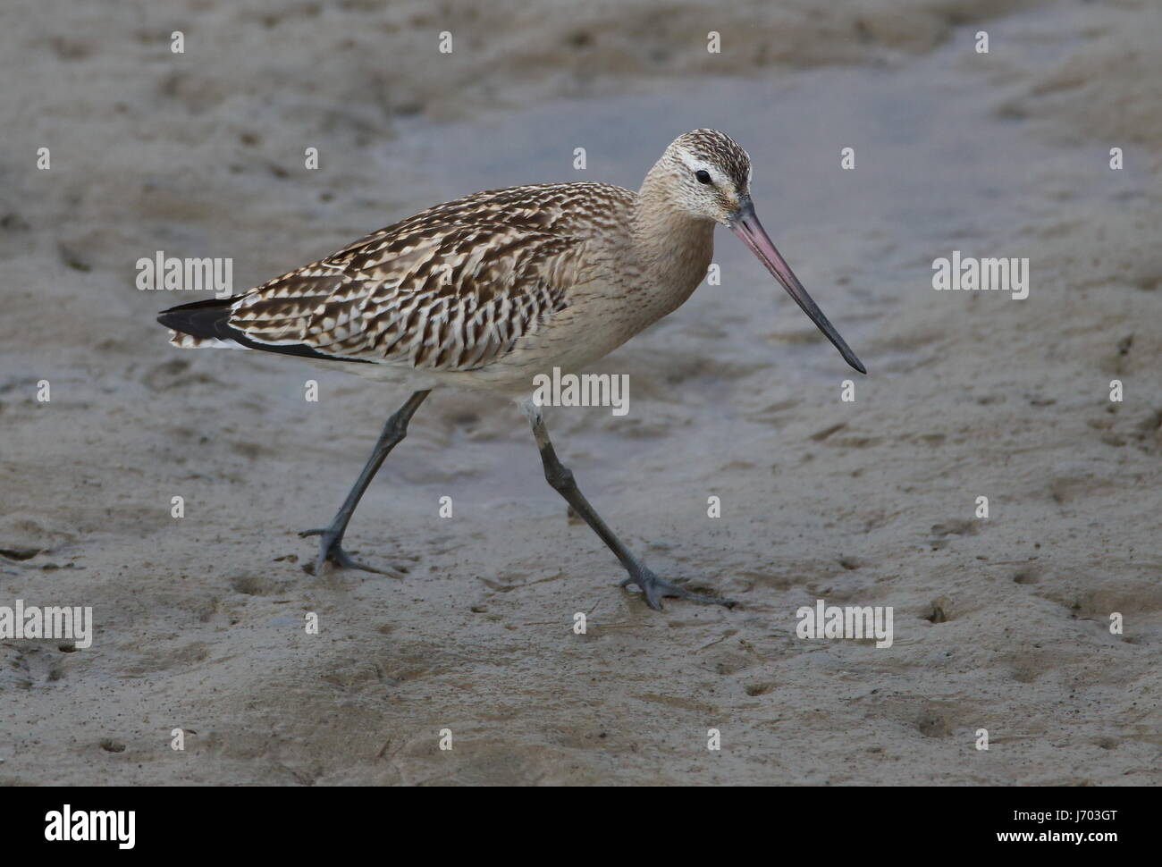 Bartailed Godwit on the beach Stock Photo Alamy
