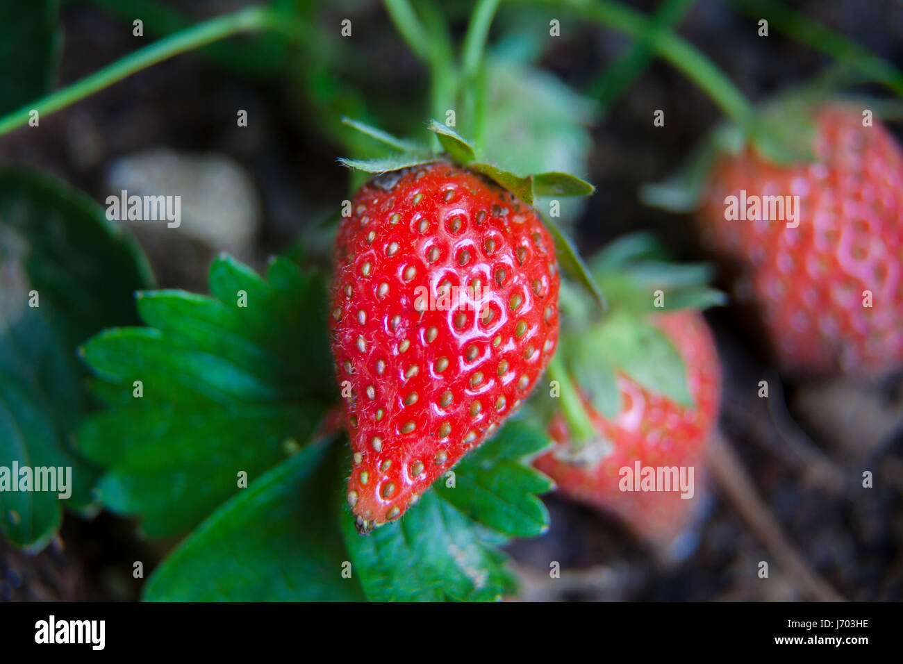 strawberries growing on soil naturally in garden Stock Photo Alamy