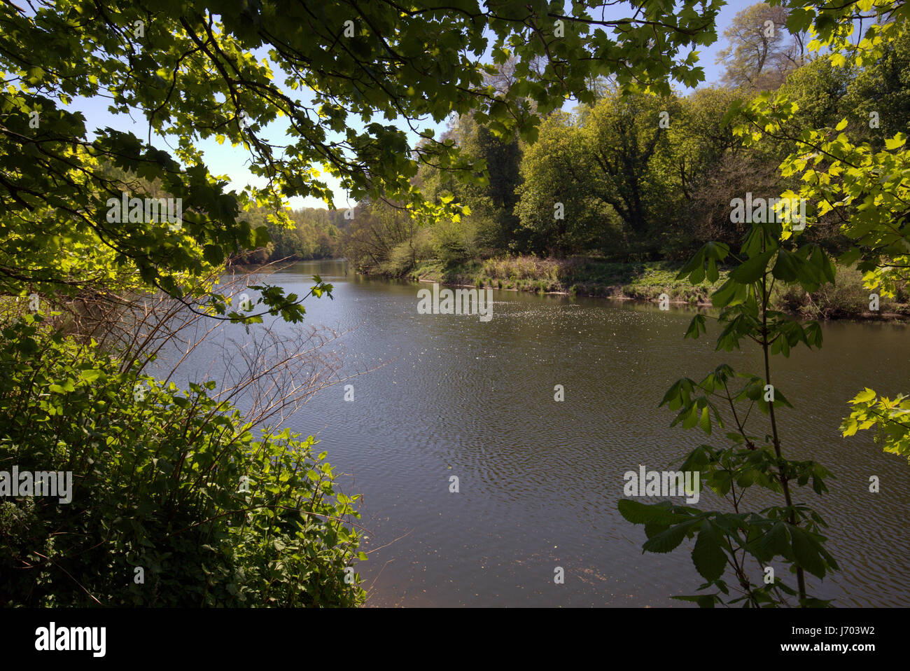river clyde the Clyde walkway Blantyre Mill Road Bothwell woods forest