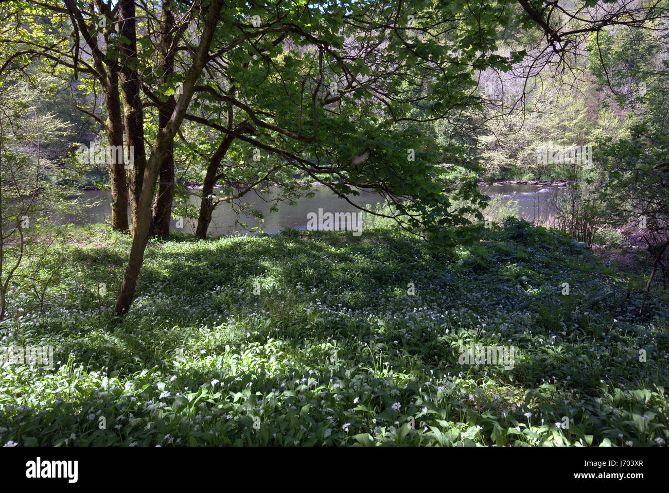wild garlic on the clyde the Clyde walkway Blantyre Mill Road Bothwell